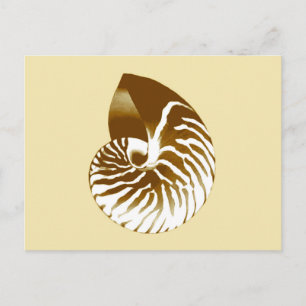 Cartão Postal Nautilus shell - castanho, branco e bege