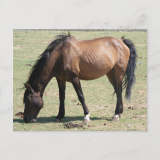Cartão Postal Navajo Mustang