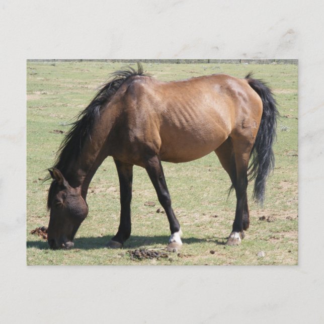 Cartão Postal Navajo Mustang (Frente)