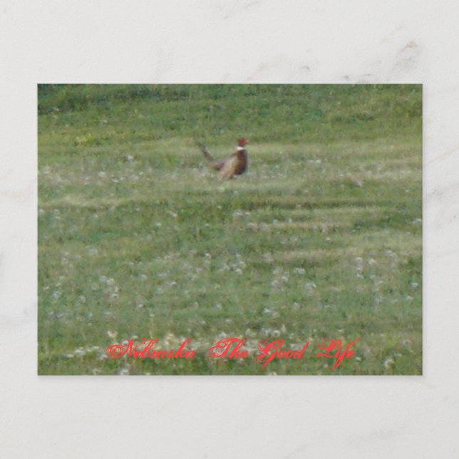Cartão Postal Nebraska The Good Life (Frente)