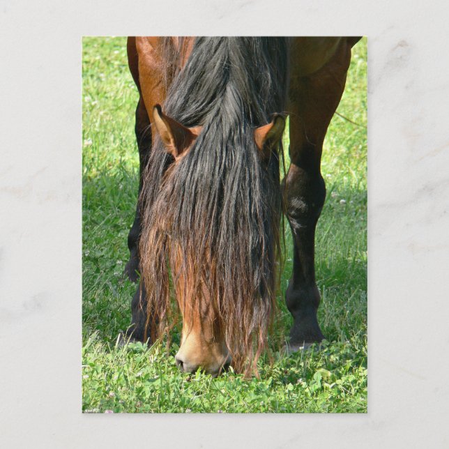 Cartão Postal necessidade de cortar o cabelo (Frente)