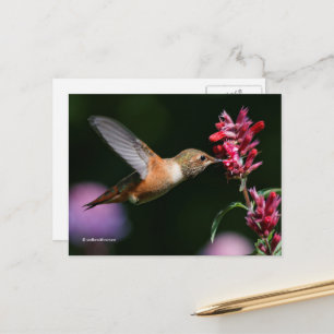 Cartão Postal Néctar de Anis Hyssop do Bebendo de Hummingbird