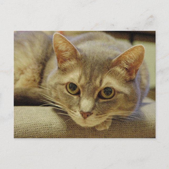 Cartão Postal Nedda (Frente)