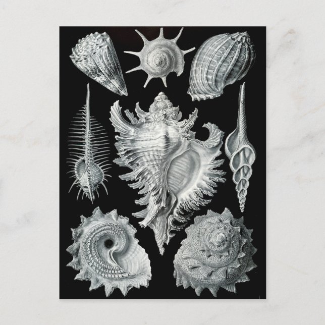 Cartão Postal Negativo Haeckel (Frente)