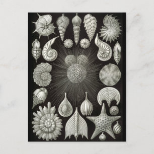 Cartão Postal Negativo Haeckel