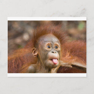 Cartão Postal Negócios de macaco 2