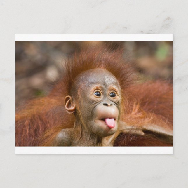 Cartão Postal Negócios de macaco 2 (Frente)