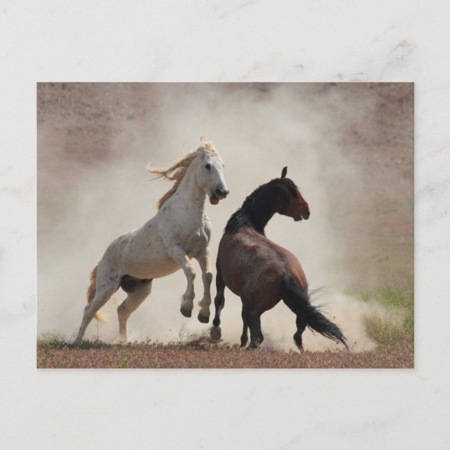 Cartão Postal Negócios sujos (Frente)