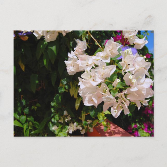 Cartão Postal Negril, Jamaica (Frente)