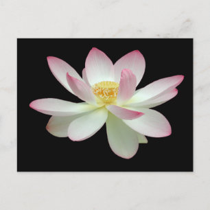 Cartão Postal Nelumbo nucifera