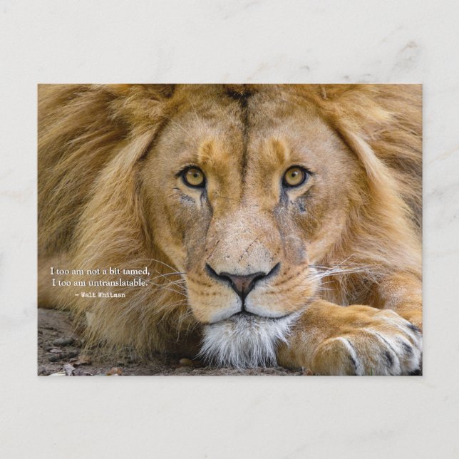 Cartão Postal Nem um Pouco Domada - Citação Motivacional + Sua F (Frente)