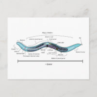 Nematodo hermafrodita Caenorhabditis elegans 
