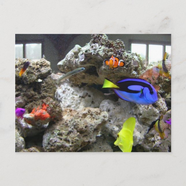 Cartão Postal Nemo Com Sua Gangue (Frente)