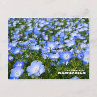 Cartão Postal NEMOPHILA(Baby Blue Eyes)