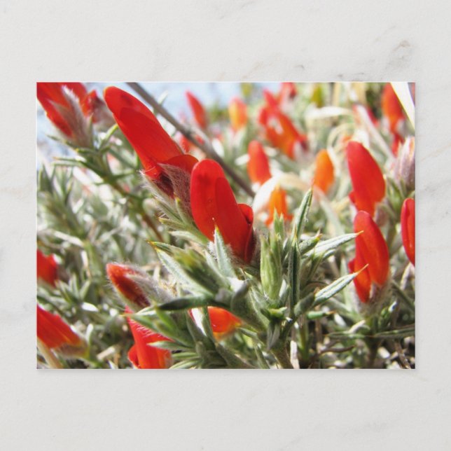 Cartão Postal Neneo, Torres del Paine, Chile (Frente)