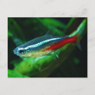Cartão Postal Neon Tetra Fish Paracheirodon Innesi