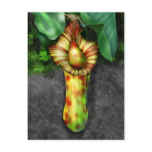 Nepenthes, Pitcher Plant Illustration