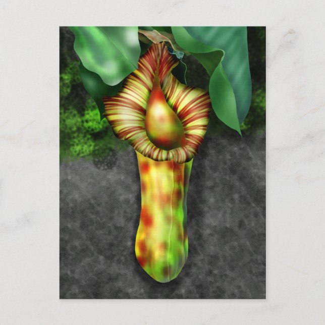 Cartão Postal Nepenthes, Pitcher Plant Illustration (Frente)