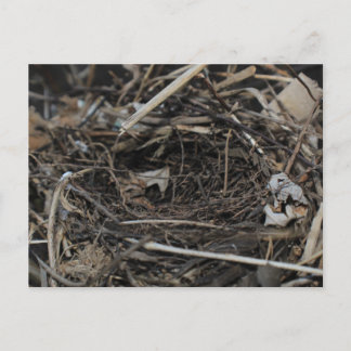 Cartão Postal Nest
