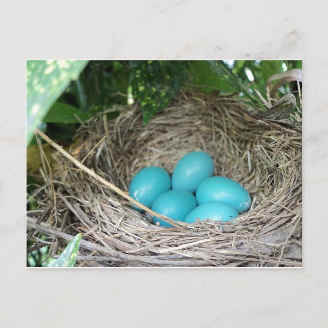 Cartão Postal Nest Of Robin Eggs (Frente)