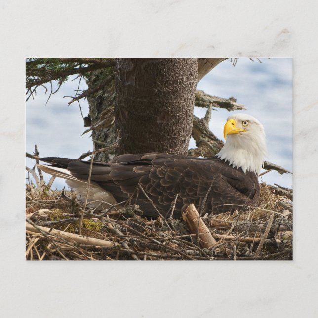 Cartão Postal Nesting Bald Eagle (Frente)