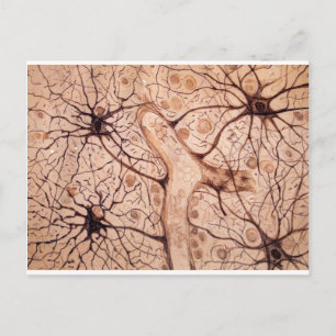 Cartão Postal Neurônios de Cajal 3