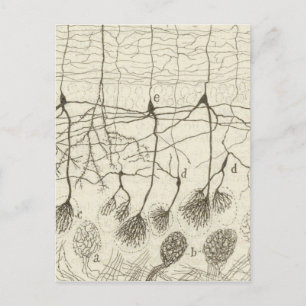 Cartão Postal Neurônios de Cajal 8
