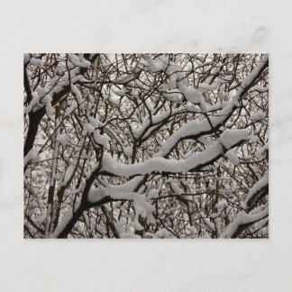 Cartão Postal Neve coberta por galhos de árvores