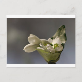Cartão Postal Neve (Galanthus nivalis)