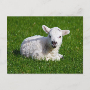 Cartão Postal New born cute lamb on green grass