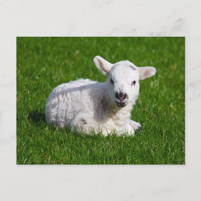Cartão Postal New born cute lamb on green grass (Frente)