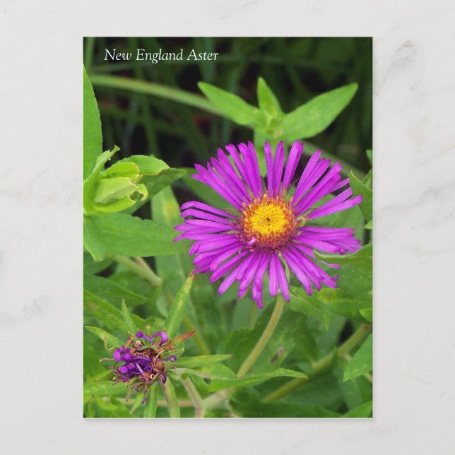 Cartão postal New England Aster Symphotrichum (Frente)