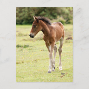 Cartão Postal New Forest Pony Foal