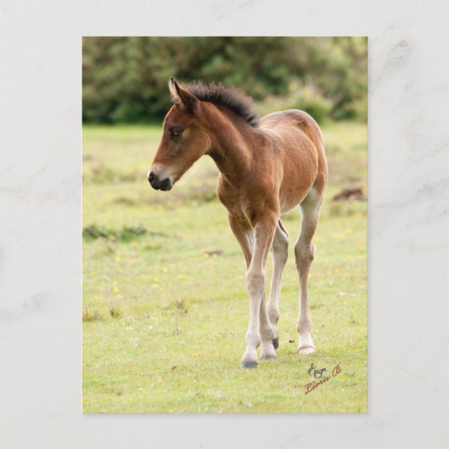 Cartão Postal New Forest Pony Foal (Frente)