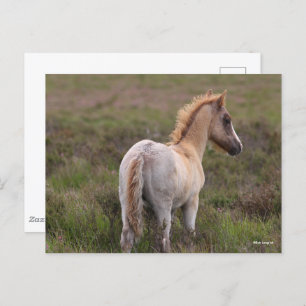 Cartão Postal New Forest Pony Foal Em Scrub