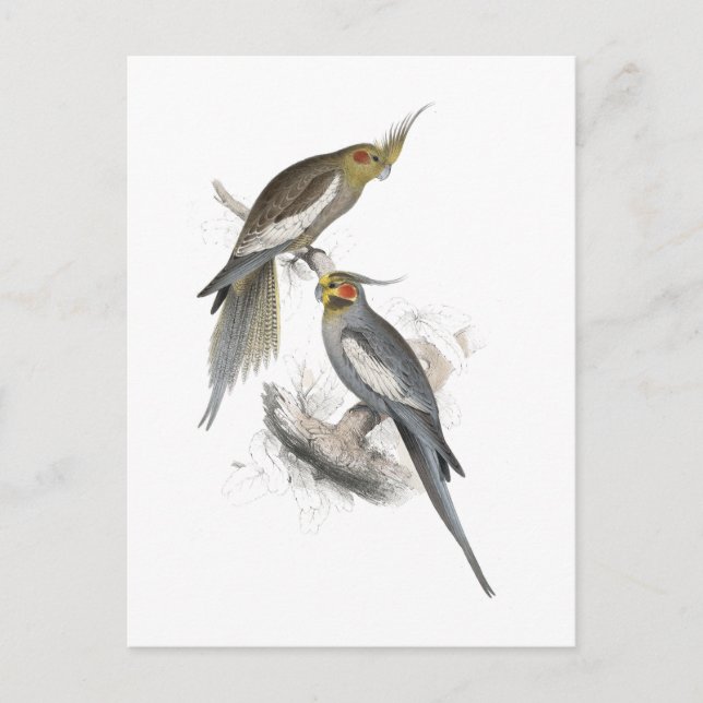 Cartão Postal New Holland Parrakeet por Edward Lear (Frente)