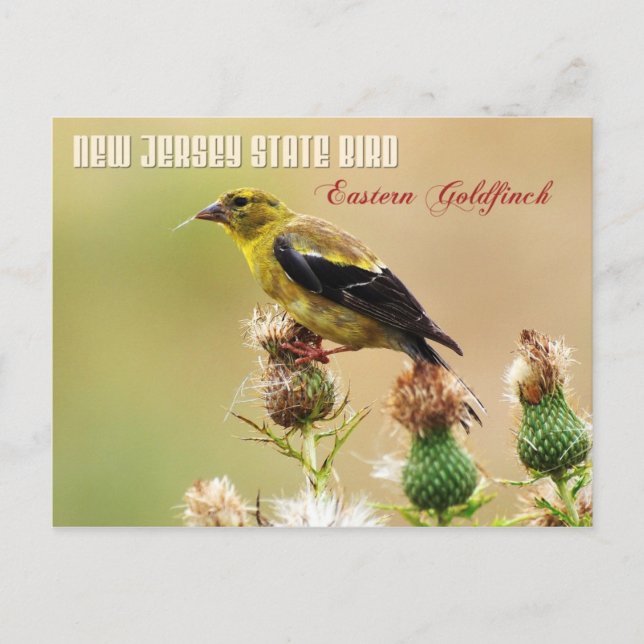 Cartão Postal New Jersey State Bird - East Goldfinch (Frente)