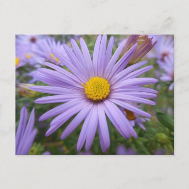 Cartão Postal New York Aster "Roxo Mágico" no outono (Frente)