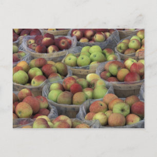 Cartão Postal New York State Macintosh apples in baskets