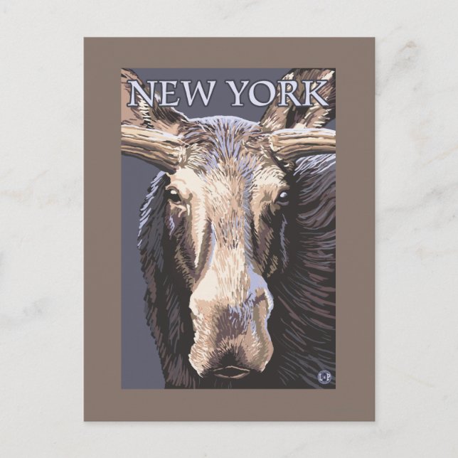 Cartão Postal New YorkMoose Up Close (Frente)