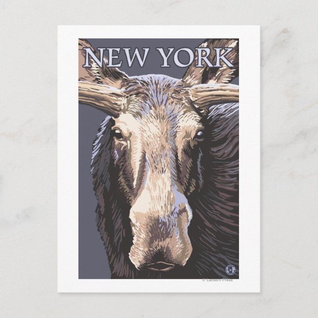 Cartão Postal New YorkMoose Up Close (Frente)
