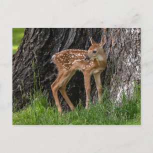Cartão Postal Newborn Fawn