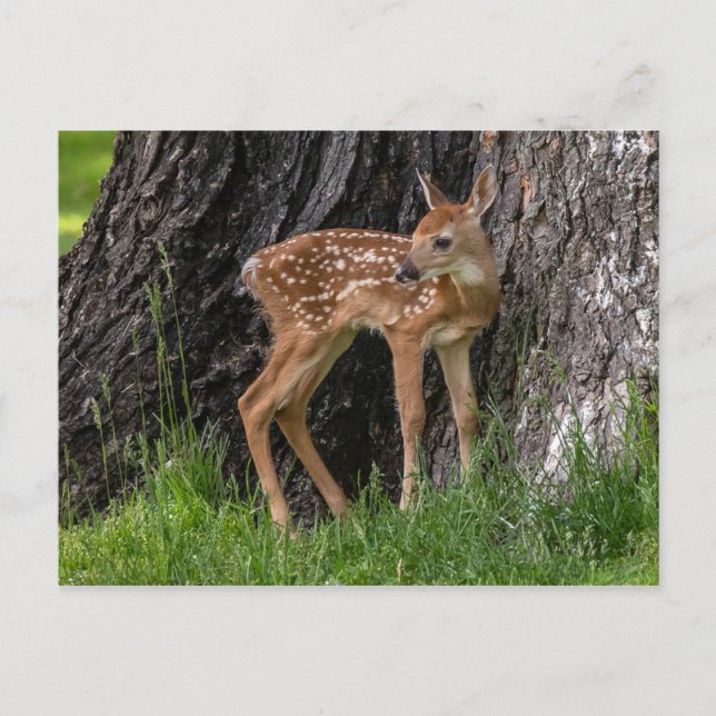 Cartão Postal Newborn Fawn (Frente)