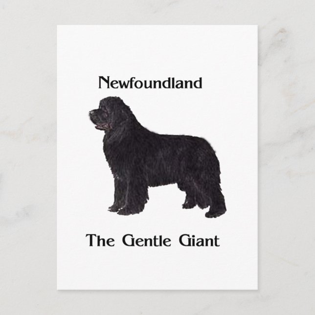 Cartão Postal Newfoundland Dog The Gentle Giant (Frente)