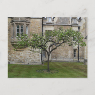 Cartão Postal Newton Apple Tree, Cambridge, Inglaterra