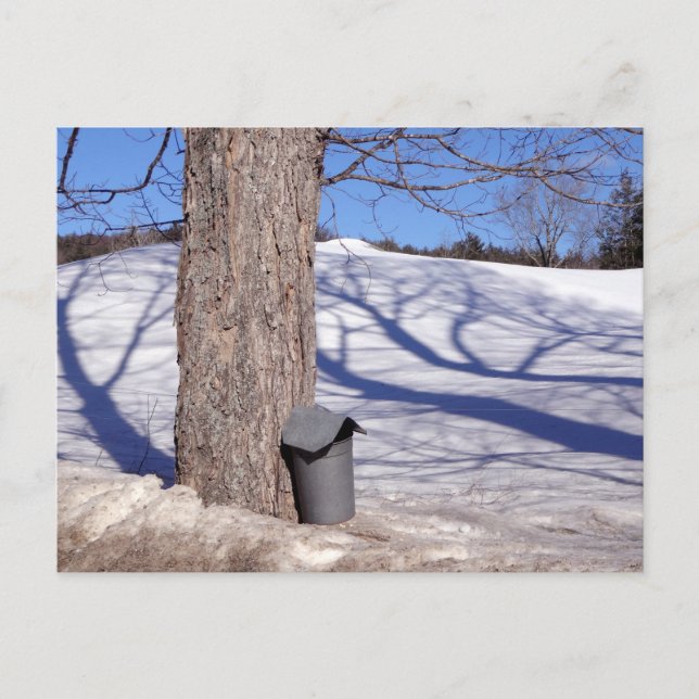 Cartão Postal NH Maple Sugar Sap Buckets in snow (Frente)