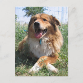 Cartão Postal Nicholas