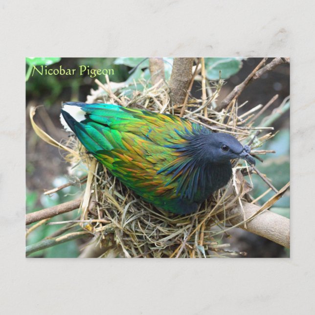 Cartão Postal Nicobar Pigeon no Nest Wildlife Series # 21 (Frente)