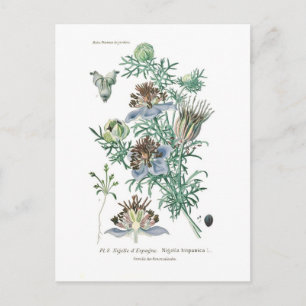 Cartão Postal Nigella hispanica