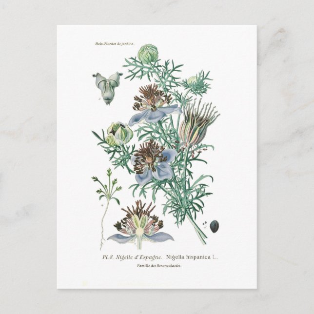 Cartão Postal Nigella hispanica (Frente)